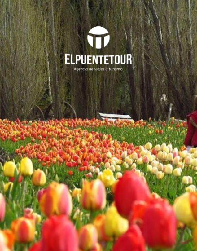CAMPO DE TULIPANES