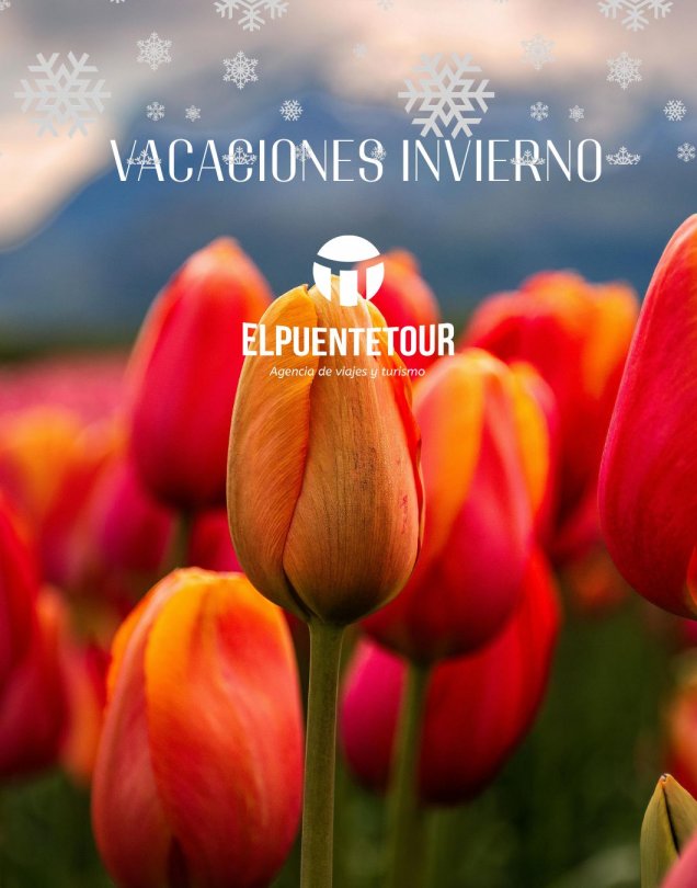 CAMPO TULIPANES DESPE&Ntilde;ADERO