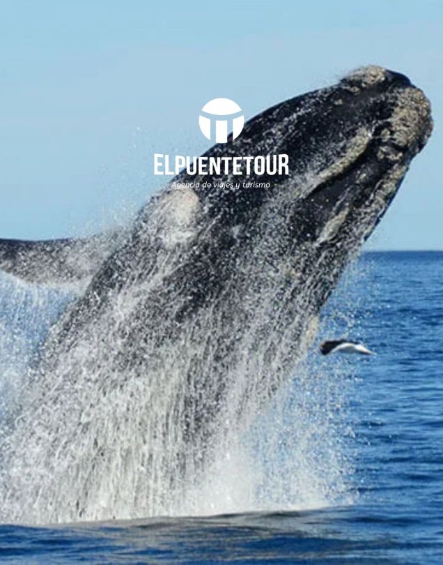 PUERTO MADRYN & PUERTO PIRAMIDES